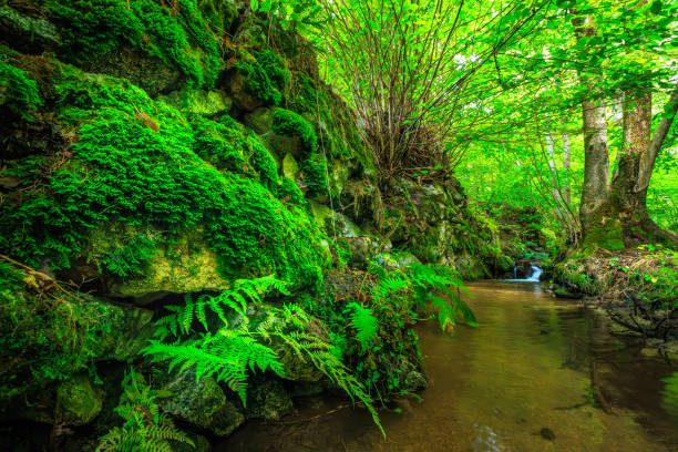 istock Small river in the French Pyrenees in summer 2192934529