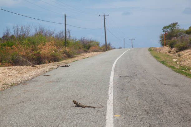 A Iguana reptile walking on a road in Santiago de Cuba