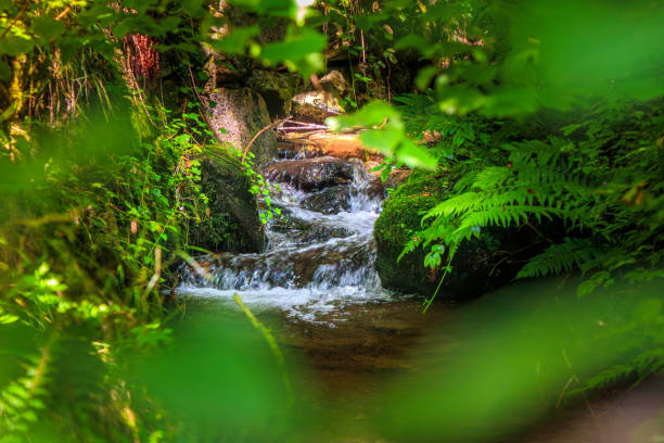 Picture of the Aguzou stream in the mountains of southern France with small waterfalls, rocks, forest and green vegetation. Very close to the small village of Escouloubre in the Pyrenees Mountains