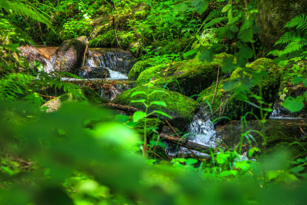 Picture of the Aguzou stream in the mountains of southern France with small waterfalls, rocks, forest and green vegetation. Very close to the small village of Escouloubre in the Pyrenees Mountains