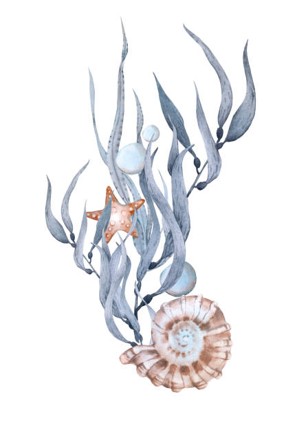 istock Composition with seaweed shells and starfish. Watercolor illustration hand drawn isolated on a white background. Template for cards, invitations and packaging design. 2192934906