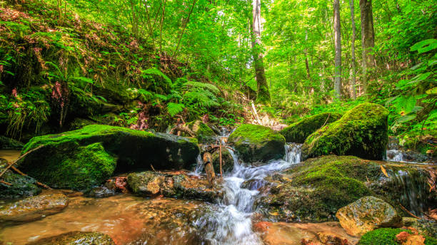 istock Small river in the French Pyrenees in summer 2192934999