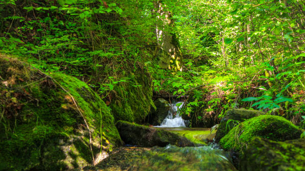 istock Small river in the French Pyrenees in summer 2192935874