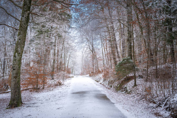 Snow-Covered Forest In Bavaria, Germany: A Serene Winter Scene With Tall Trees, Frosted Branches, And Vibrant Leaves. Close To Munich. High quality photo