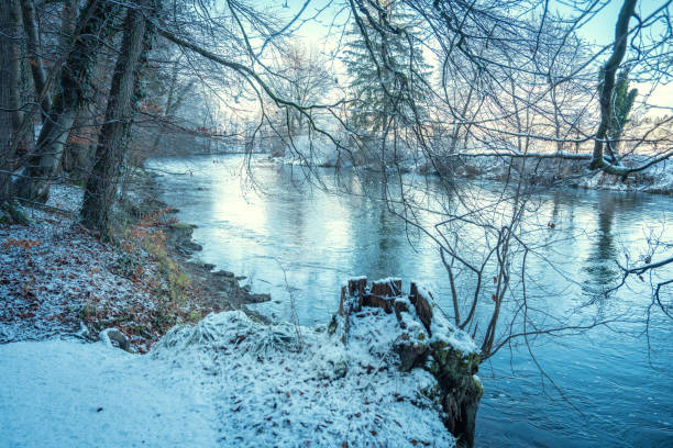 Snow-Covered Forest In Bavaria, Germany: A Serene Winter Scene With Tall Trees, Frosted Branches, And Vibrant Leaves. Close To Munich. High quality photo