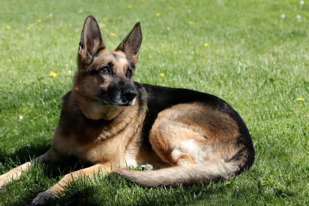 istock german shepherd dog lying in the grass 2192937033