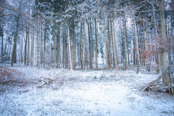 istock Snow-Covered Forest In Bavaria, Germany: A Serene Winter Scene With Tall Trees, Frosted Branches, 2192937147