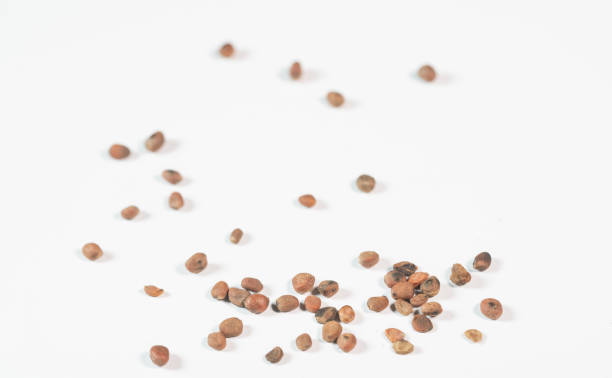 chinese medicine  semen raphani radish seed  raphanus satlvus linne