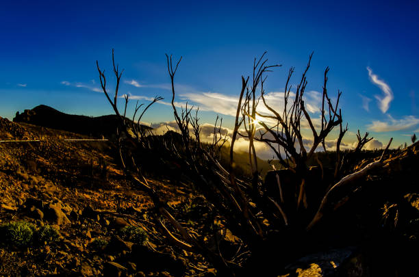 A tree with no leaves is in the foreground of a beautiful blue sky. The sky is clear and the sun is shining brightly