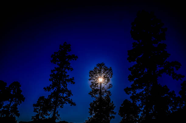 Crescent moon rising over the pine tree with copy space.