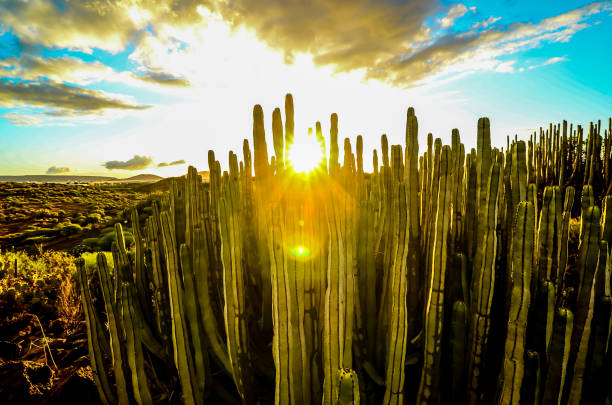 A field of cacti with the sun shining on them. The sun is in the middle of the image and is casting a warm glow on the plants. The scene is peaceful and serene, with the cacti standing tall