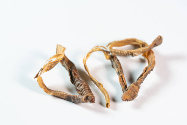 chinese medicine  earthworm, lumbricus, pberetima