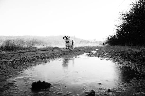 istock B&W dog in a winter 2192940285