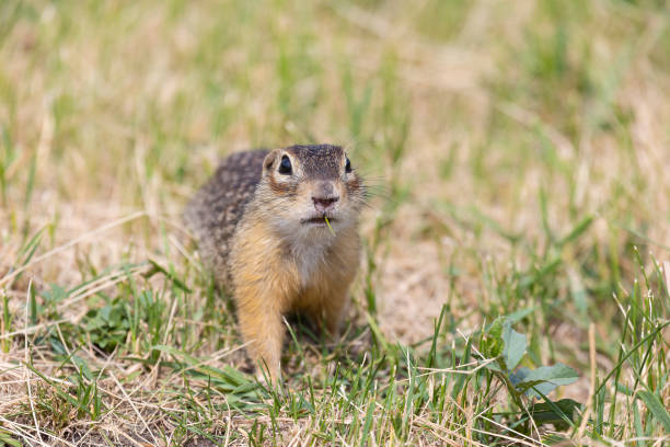 istock Speckled ground squirrel animal stands in grass 2192940881