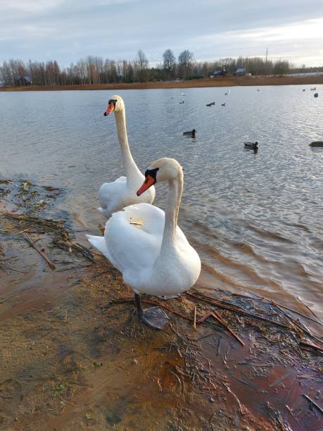 istock Swans on the river bank. 2192941284