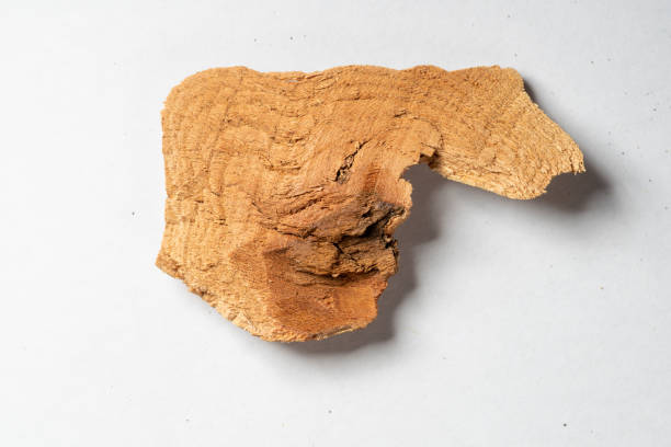 chinese medicine  Tripterygium wilfordii, thunder god vine