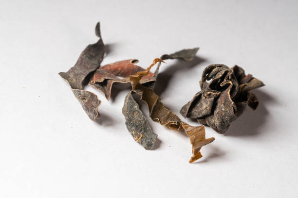 chinese medicine  kelp, sea-tangle, sea-tent