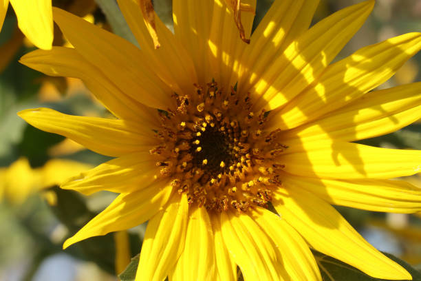 Sunflower closeup. Flower background. Nature concept.