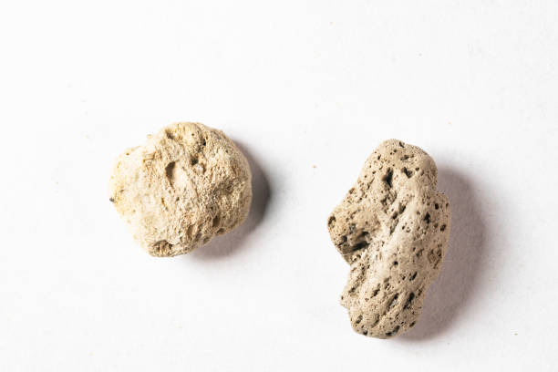 chinese medicine  Fu Hai Shi | Hai Fu Shi | Pumice | Bryozoatum