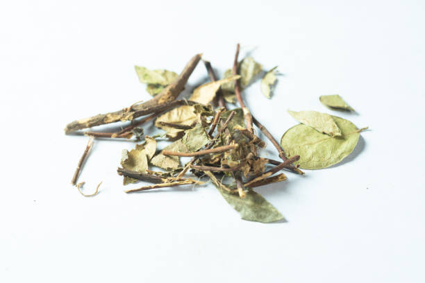 istock chinese medicine Chinese Starjasmine Stem on white background 2192943864
