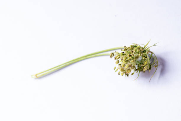 chinese medicine  Carrot flower