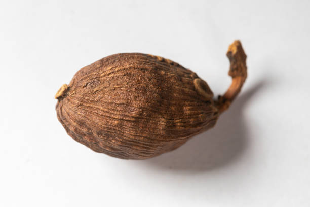 chinese medicine  Amomum tsao-ko