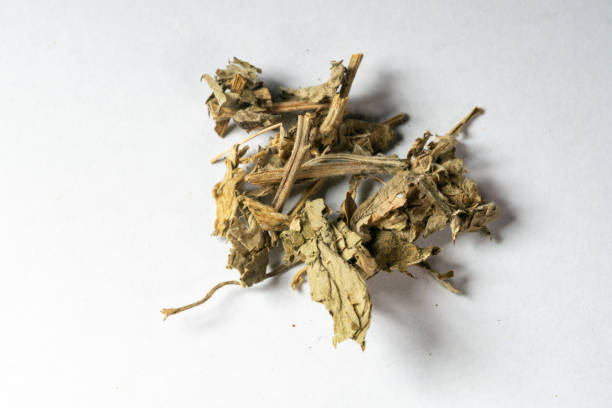 istock chinese medicine folium artemisiae argyi  on  white background 2192944744
