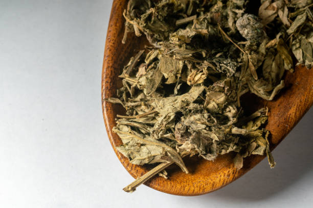 chinese medicine  folium artemisiae argyi