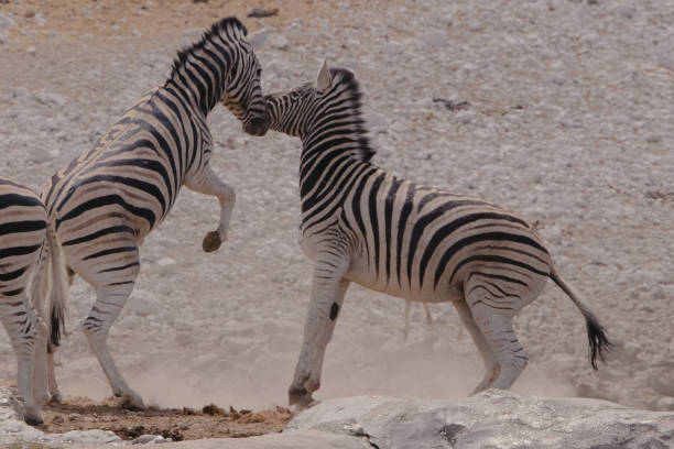 istock Two Zebras in Fight – Wild Behavior in the African Savannah 2192945725