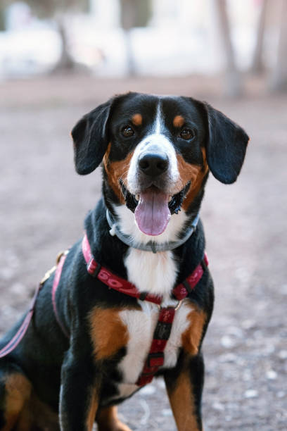 Close up photo of Happy Entlebucher Dog Sitting Outdoors. A cheerful Entlebucher dog in a red harness sits on a paved area in a park, enjoying a sunny day outdoors.