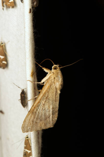 istock Moths: Nighttime Pollinators for a Sustainable Planet 2192945962