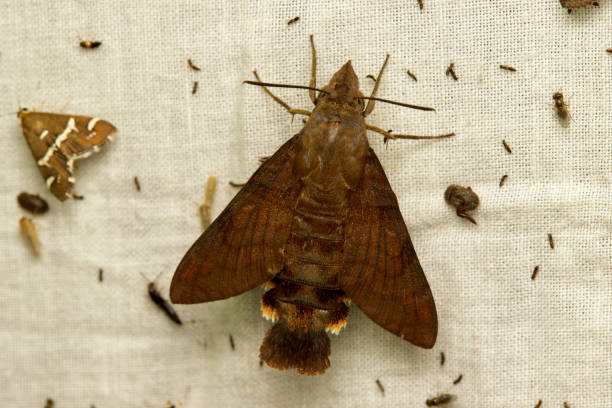 Moths play a crucial yet often overlooked role in sustainability. As nocturnal pollinators, they support the reproduction of countless plant species, including those that daytime pollinators miss. Moths also serve as a vital food source for birds, bats, and other wildlife, contributing to a balanced ecosystem. Protecting moth habitats ensures biodiversity thrives, highlighting their importance in maintaining environmental sustainability.Location: New Delhi (India)