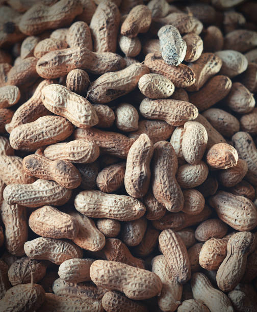 Roasted brown peanuts in shell heap or stack all over for healthy snack winter food rich in protein. Ideal for food snacks related backdrops, posters.