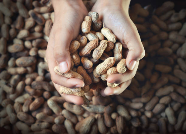istock Handful of nuts -Two hands holding or pi roasted brown peanuts in shell heap or stack for healthy snack winter food rich in protein in a two hands, over defocused faded peanuts background 2192946064