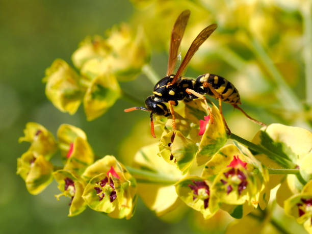 istock Polistes gallicus on euphorbe flower 2192946410