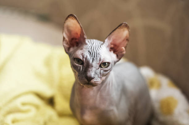 istock Sphynx Cat Resting on a Yellow Blanket with a Curious Gaze 2192946483