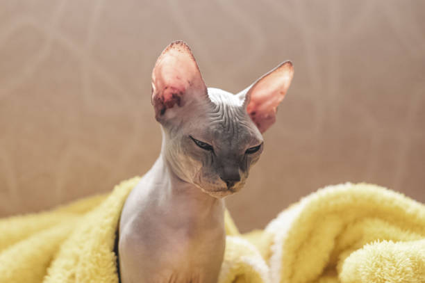 istock Sphynx Cat Resting on a Yellow Blanket with a Curious Gaze 2192946525