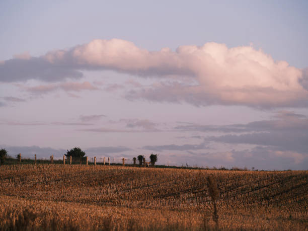 Whispers of the Harvest
