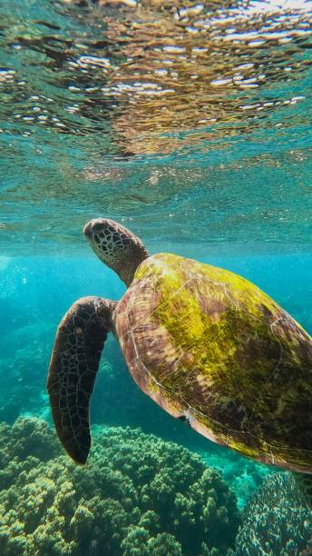 istock Turtle swimming in the sea 2192949121