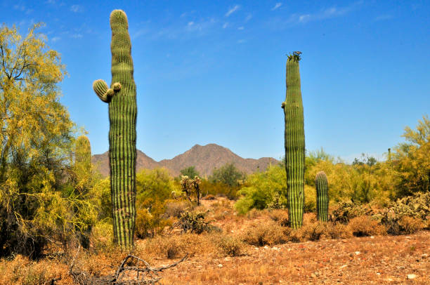 istock San Tan Mountains Sonora Desert Arizona 2192950546