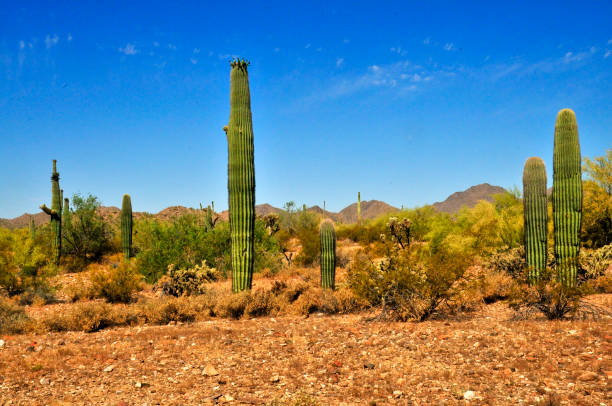 istock San Tan Mountains Sonora Desert Arizona 2192950585