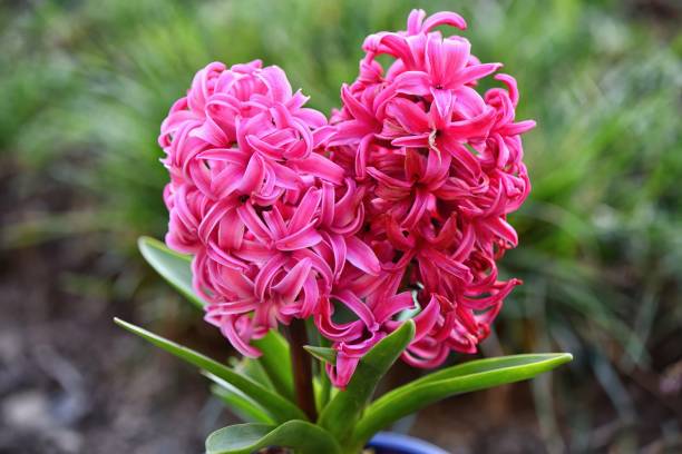 Hyacinth Beautiful hyacinth on a green background. hyacinth red stock pictures, royalty-free photos & images