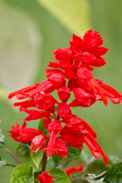 istock Natural flowers inflorescences close up 2192952109