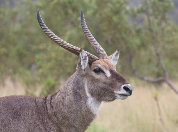 istock Wasserbock / Waterbuck / Kobus ellipsiprymnus 2192952597