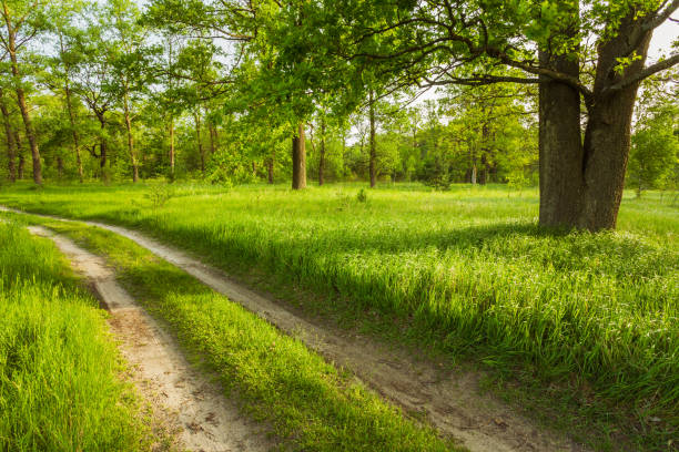 Country road, path, way, lane in beautiful summer green forest Beautiful green forest in summer. Old oak tree and dirty road, path, way, lane in countryside