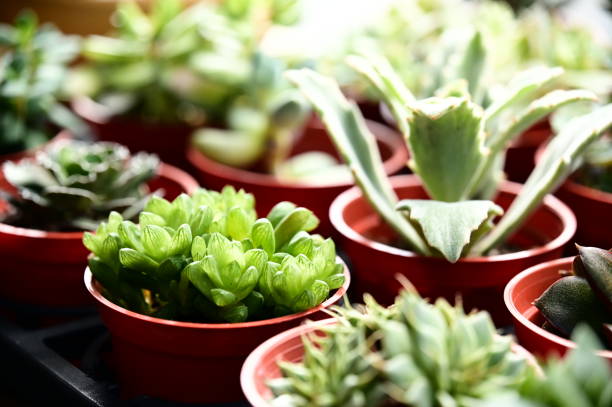 Group of Echinopsis calochlora in pot with high angle view