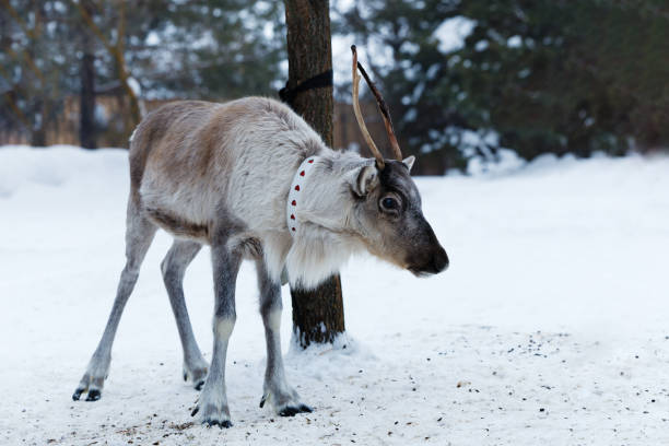 istock Young deer with small horns with a collar tied to a tree. Shallow focus. 2192954916