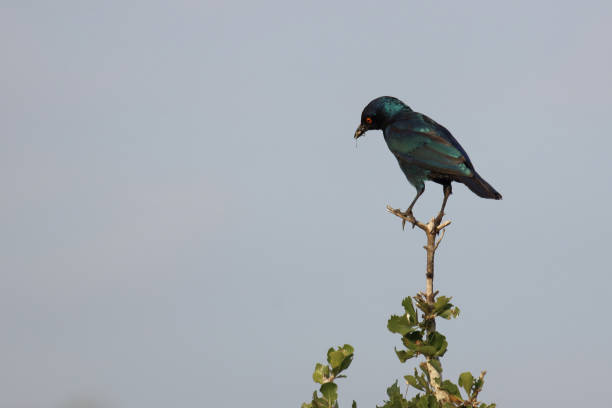 istock Rotschulter-Glanzstar/ Cape glossy starling or Red-shouldered starling / Lamprotornis nitens 2192954941