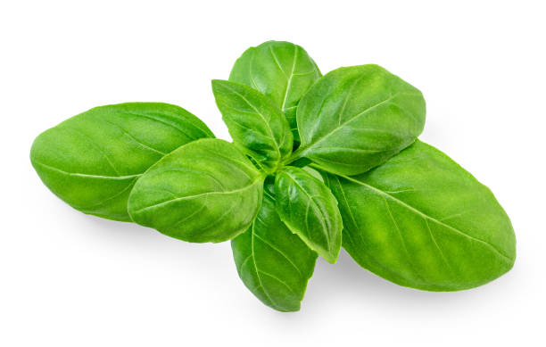 istock Basil leaf isolated on white background.  Green  Basil leaf Top view. Flat lay. Package design element 2192954995