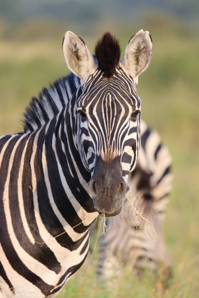 istock Steppenzebra / Burchell's zebra / Equus quagga burchellii 2192955423